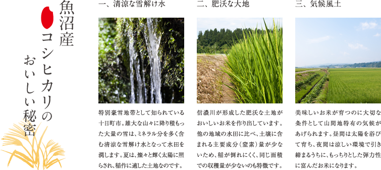 魚沼産コシヒカリのおいしい秘密