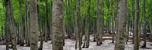Bijin-bayashi (beauty forest)