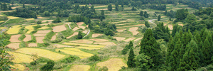 Tanada (rice terraces)